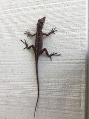 Anolis sagrei