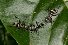 Polyrhachis cupreata