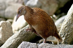 Gallirallus australis scotti