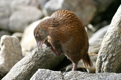 Gallirallus australis scotti