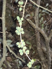 Coccoloba argentinensis