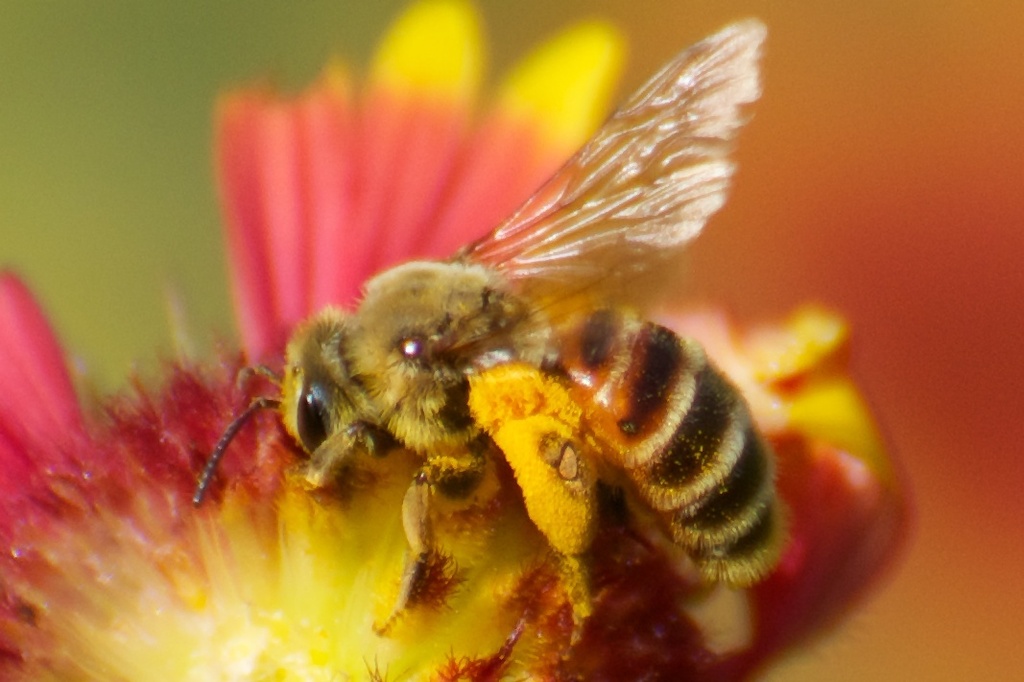 Honey-tailed Miner