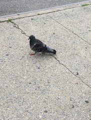 Columba livia domestica