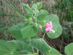 Pavonia malacophylla