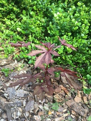 Magnoliopsida
