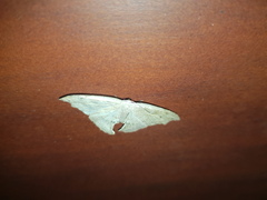 Coelurotricha curvilinea
