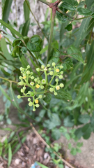 Causonis japonica
