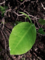 Coccoloba argentinensis
