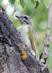 Grey-Headed Woodpecker photo 6