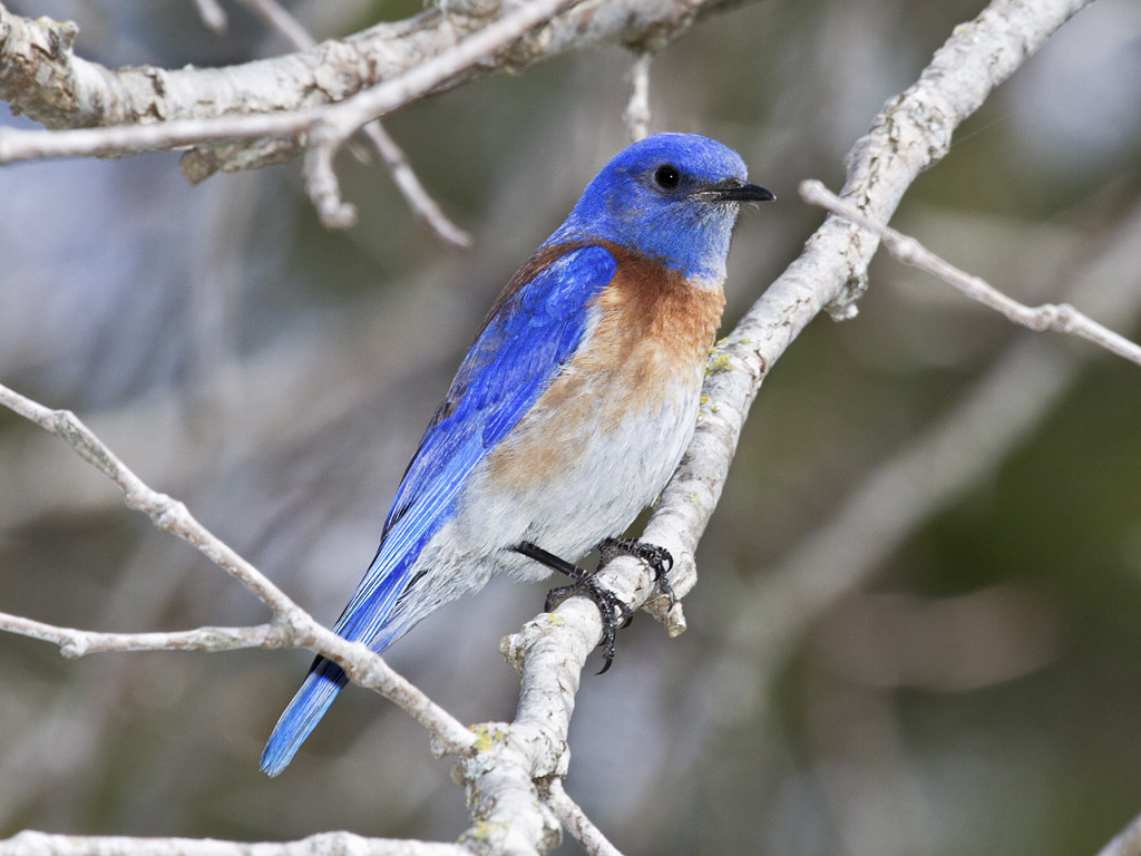 Bluebirds (lake Solano Park (winters, Ca)) · Inaturalist