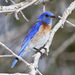 Bluebirds - Photo (c) Bill Bouton, some rights reserved (CC BY-SA)