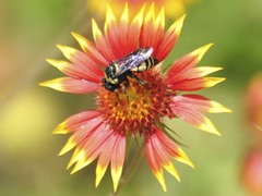 Triepeolus concavus