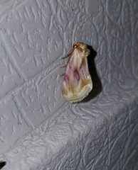 Chamaeclea basiochrea