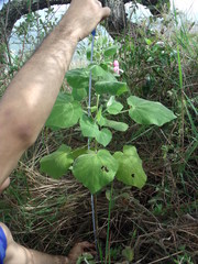 Pavonia malacophylla