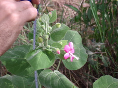 Pavonia malacophylla