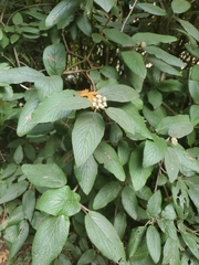 Viburnum rhytidophyllum