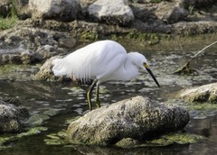 Egretta thula