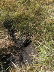 Ombrastacoides leptomerus