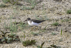 Actitis macularius