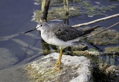 Tringa melanoleuca