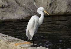 Ardea alba