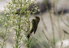 Leiothlypis celata