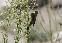 Leiothlypis celata