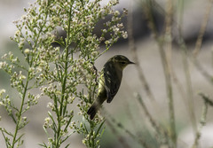 Leiothlypis celata