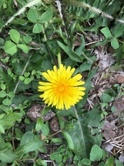 Taraxacum