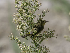 Leiothlypis celata