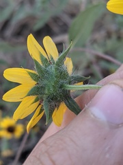 Helianthus exilis