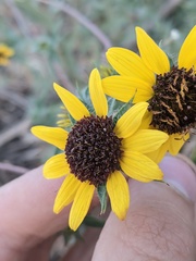 Helianthus exilis