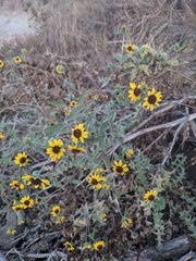 Helianthus exilis