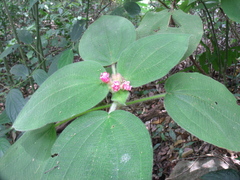 Miconia macrodon