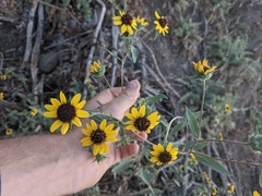 Helianthus exilis