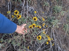 Helianthus exilis