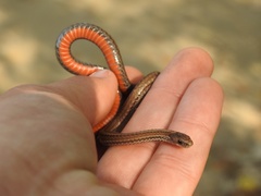 Storeria occipitomaculata