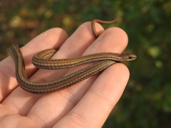 Storeria occipitomaculata