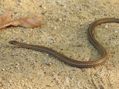 Storeria occipitomaculata