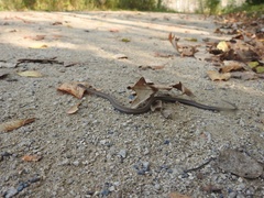 Storeria occipitomaculata