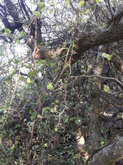 Coccoloba argentinensis