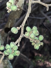Coccoloba argentinensis