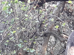 Coccoloba argentinensis