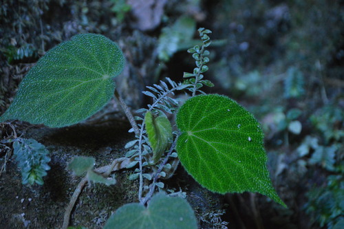 Foto de Begônia-pustulada