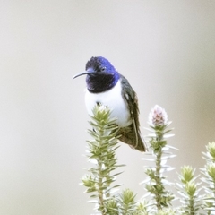 Oreotrochilus chimborazo