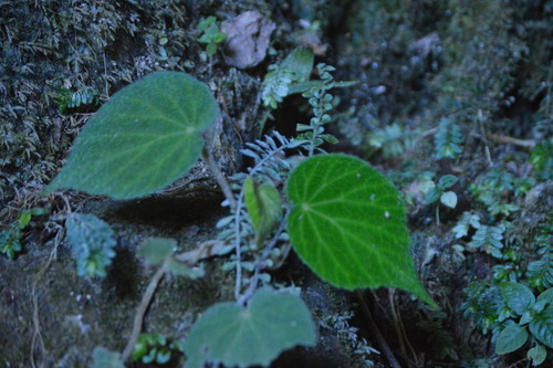 Foto de Begônia-pustulada