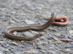 Storeria occipitomaculata
