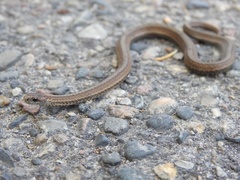 Storeria occipitomaculata