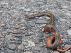 Storeria occipitomaculata