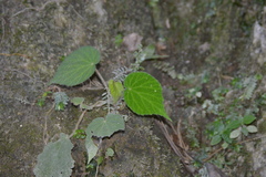 Begonia pustulata